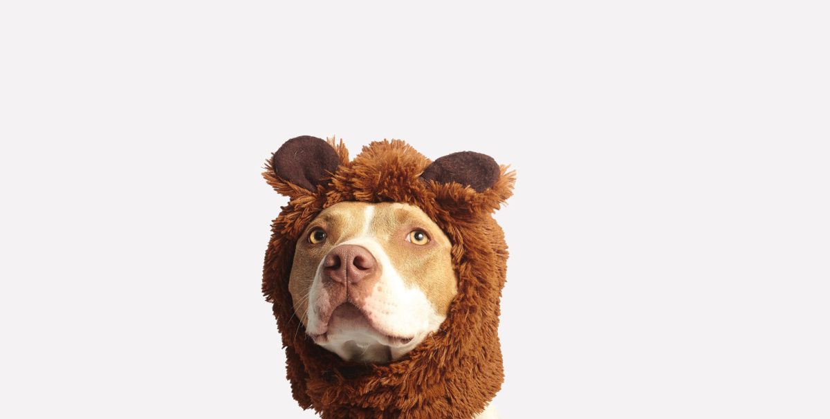Ein Hund mit einer Bärenmütze.